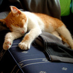 Klubíčko Horácius