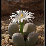 Když kámen rozkvete