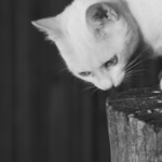 .....kočičí příběh pokračuje....