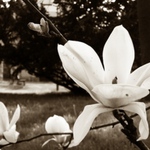 magnolie