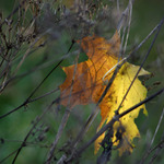 Padal, padal, nedopadl....