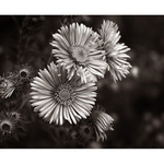 ....................