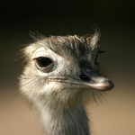 Kukaj na pražáka ...