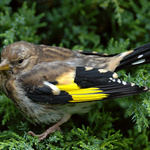 Ptáček jarabáček