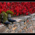 Zahradníkův botník