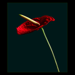 <u>***ANTURIE***</U><B>