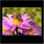 *** pestřenka na 1000 způsobů ***