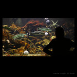 <b>undersea</b>