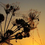 Marnivé podzimní jitro