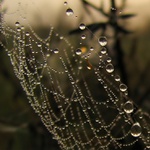 Marnivé podzimní jitro II.