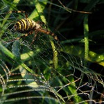 Ranní koupel na duhové síti