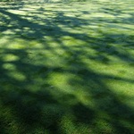 Ranní paleta zeleně greenu