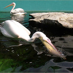 Brácho vydrž, ryba bude!