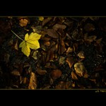 ..:: sÁm v listÍ ::..