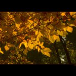 ..:: žLUťáSCI ::..