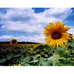 -= letne popoludnie =-