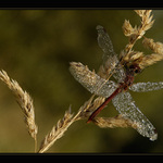na stéblu seděla, křidýlka si sušila