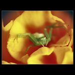 Mnohoočko brčálové