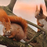 Ach, Julie,proč jsi z rodu Kapuletů?...přec,miluji Tě...