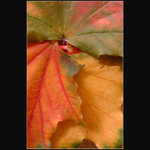 Jesenne metamorfozy 2005