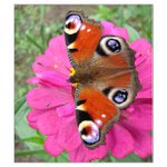 Motyl
