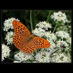 <b>...nějakej motejl...<hr></b>(...jen tak do sbírky...)<br><b>