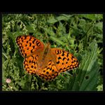 POROVNEJkresbu na křídlech:-)