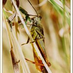 Hmyz nedostižný ...