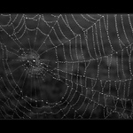 Pani Pavúková má nový náhrdelník