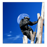 Úvaha opice, při částečném zatmění měsíce