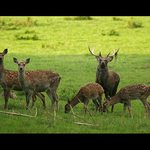 Jelene jelene oči  máš zelené...