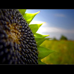 ... Slnečnica lV  ...