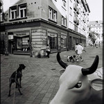 zverinec