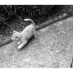 Neznašovské kotě II.