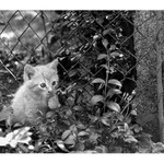 Neznašovské kotě III.