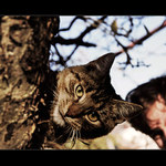 Jablká sme už obrali, stará mama.