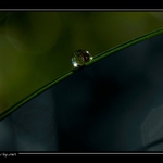 vlajka "Kapkistánu"