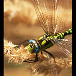 <b> Šídlo modré </b> - Aeshna cyanea<br>
