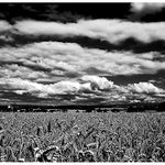 Kombajny už jedou...