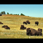 Buffalos 1