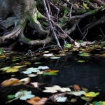 v tůňce se to vaří