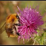 Poslední mlsání před zimou