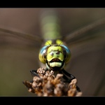 šídlo modré (Aeshna cyanea)