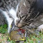 Snídaně v trávě;)