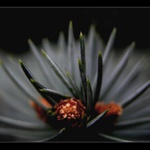 Tajemství modrého smrku