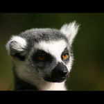 = Pražská zoo - Lemur =