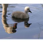 ..stále pod dohledem...