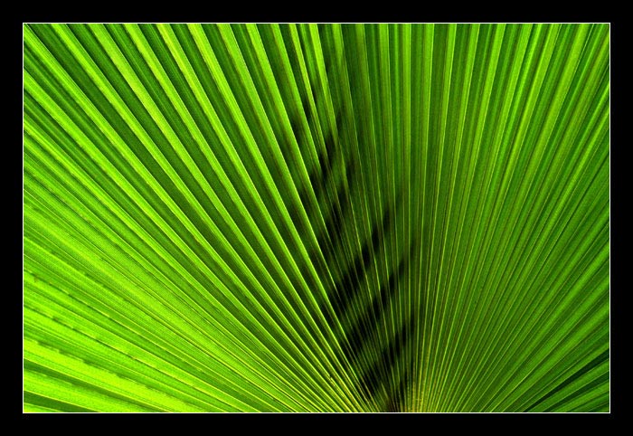***BOTANIKA***