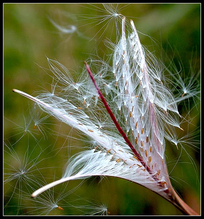 troška chmýří...