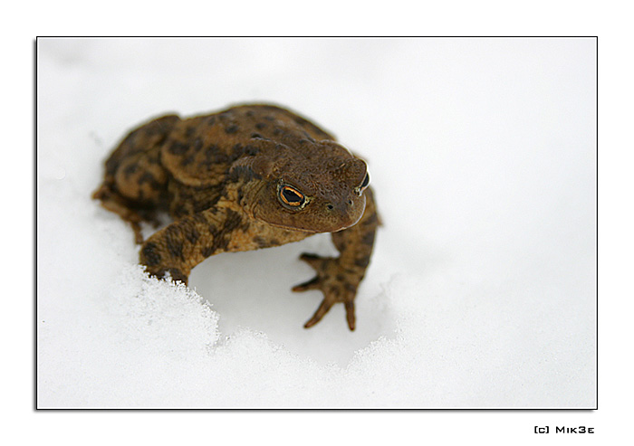 .: Crazy Frog :.